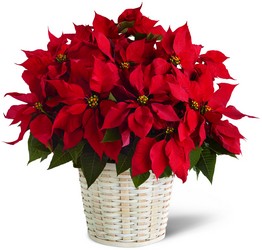 Visser's Red Poinsettia Basket  from Visser's Florist and Greenhouses in Anaheim, CA